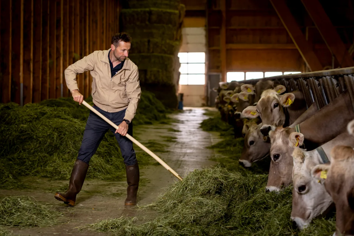 Paradox: Das Heu ist so gut, dass die Kühe mehr Milch geben, als der Markt nachfragt. Ein Mann füttert mit einer Heugabel seine Kühe.